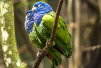 Los animales fueron víctimas de tráfico de vida silvestre.