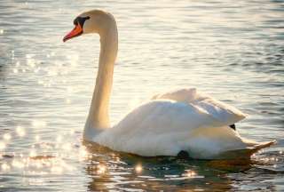 Cisnes se volvieron adictos al efecto narc&oacute;tico de las amapolas