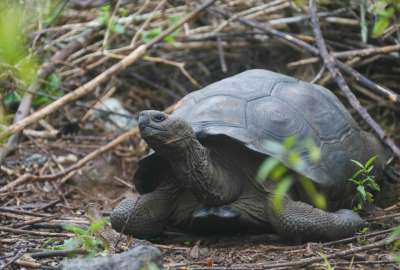 Descubrimiento de nueva especie de tortuga aparece en Gal&aacute;pagos