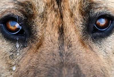 El perro fue rescatado por una fundaci&oacute;n y se desconoce su estado.