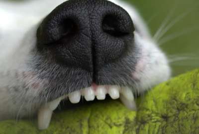 &iquest;C&oacute;mo prevenir el sarro en las mascotas?