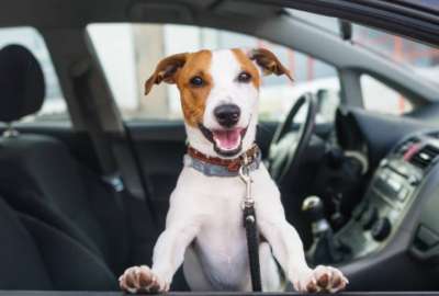 Un perro "manej&oacute;" un carro en Hangzhou, China.