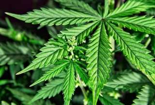 Canad&aacute; celebra la fiesta de cannabis antes de su legalizaci&oacute;n