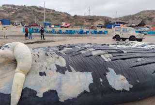 Ballena muerta apareci&oacute; en una playa de Manta