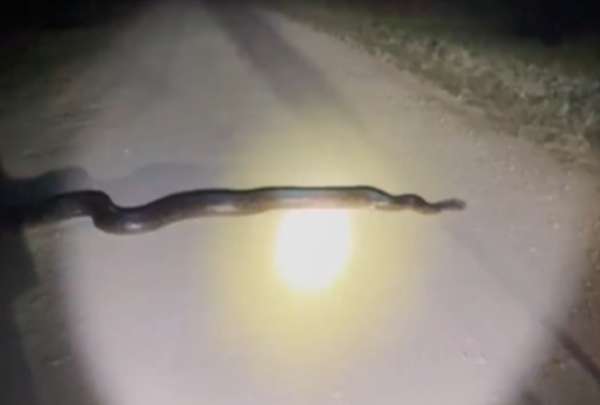 La pit&oacute;n es una de las especies m&aacute;s temidas en Florida.