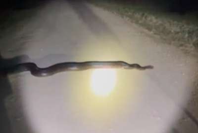 Una enorme pit&oacute;n fue atrapada en Florida, EE.UU.
