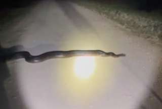 Una enorme pit&oacute;n fue atrapada en Florida, EE.UU.