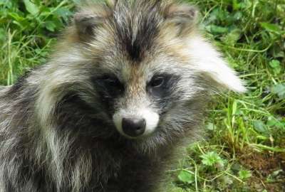 Cient&iacute;ficos encuentran virus desconocidos en animales considerados manjares