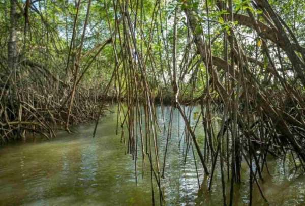 El MAATE present&oacute; el proyecto "Manglares para el Clima", una iniciativa para proteger los ecosistemas costeros.