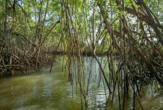 &ldquo;Manglares por el Clima&rdquo;, el proyecto para proteger los ecosistemas costeros