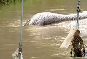 Una pitón de aproximadamente seis metros fue captada en medio de una inundación en Tailandia.