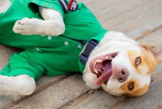 &iquest;Qui&eacute;n es el perrito gasolinero que todos quieren conocer en TikTok?