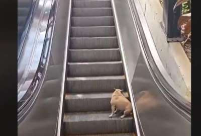 Un perrito sube y baja las escaleras y arrasa en redes sociales