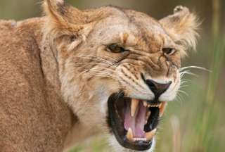 Viral: una leona midi&oacute; fuerzas con varios hombres en un zool&oacute;gico