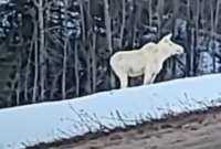 En Canadá, los animales blancos tienen