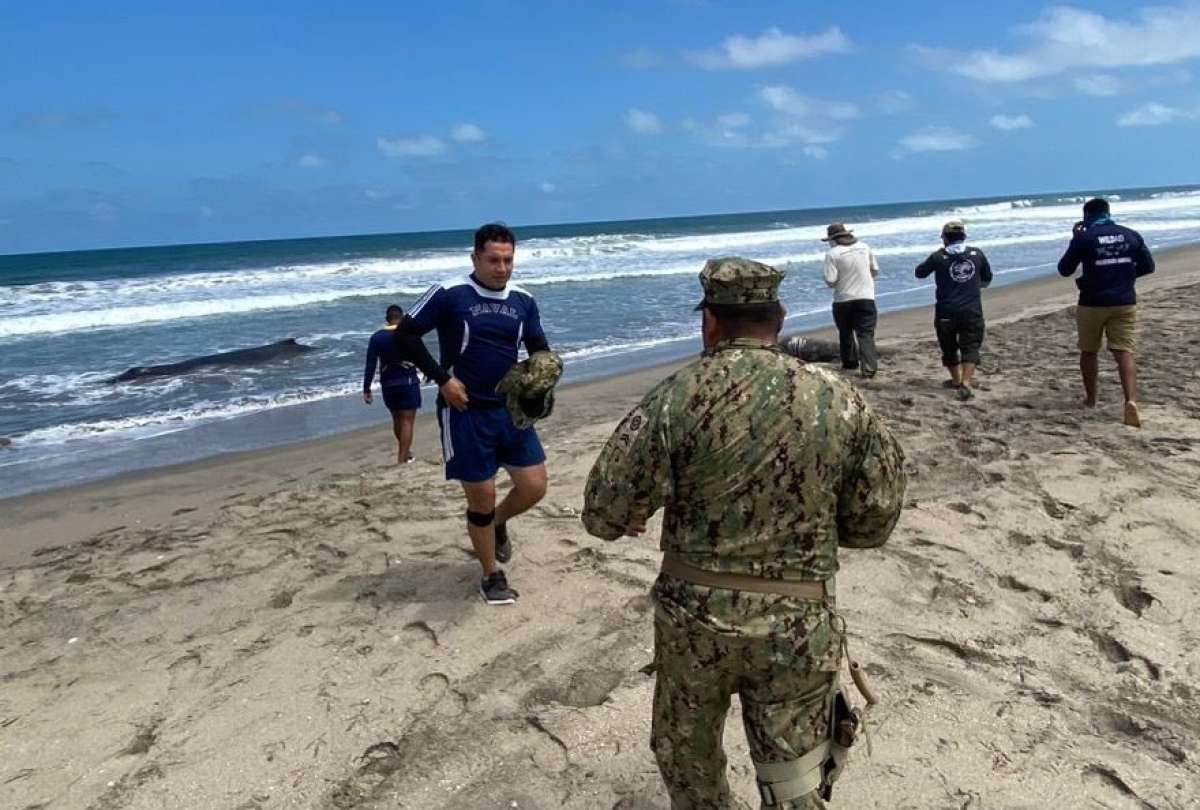 Rescate en marcha: ballena varada en Playas Villamil moviliza a autoridades y a la Armada