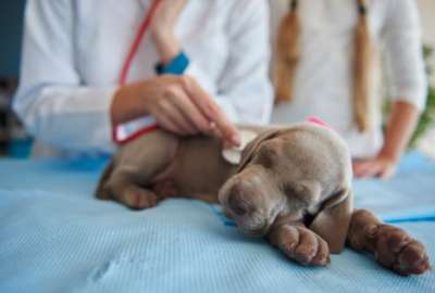 Estas son las causas y s&iacute;ntomas de la neumon&iacute;a canina. 