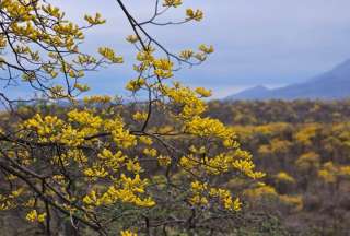 Disfruta el florecimiento de los guayacanes 2025