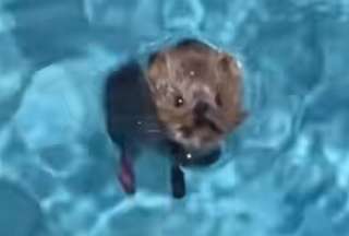 Thal&iacute;a salv&oacute; la vida de un rat&oacute;n que cay&oacute; en su piscina