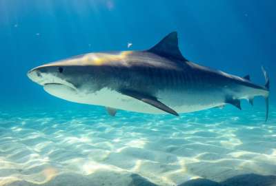 Mujer muri&oacute; tras ser atacada por un tibur&oacute;n en playa mexicana