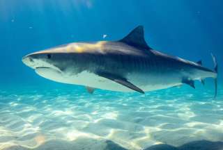 Mujer muri&oacute; tras ser atacada por un tibur&oacute;n en playa mexicana