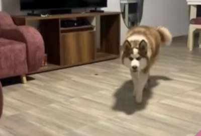 Un husky fue la sensaci&oacute;n en TikTok tras ser grabado acechando a su due&ntilde;a como un verdadero lobo.