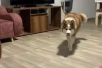 Un husky fue la sensaci&oacute;n en TikTok tras ser grabado acechando a su due&ntilde;a como un verdadero lobo.