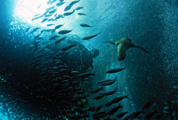 Ministros del Ambiente apoyan la Declaratoria de Paz para el Oc&eacute;ano en Costa Rica.