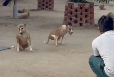 En la India, una organizaci&oacute;n cre&oacute; un refugio para perros paral&iacute;ticos.&nbsp;