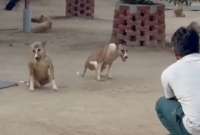 En la India, una organización creó un refugio para perros paralíticos. 