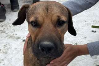 Un perro fue rescatado del R&iacute;o Guayas
