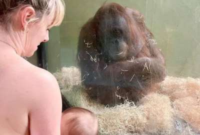 Esfuerzo conjunto para salvar al orangután, una especie en peligro de extinción.