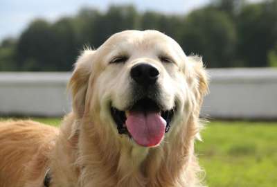Desde referencias culturales hasta combinaciones inusuales, estos son algunos de los nombres de perros m&aacute;s curiosos y creativos.