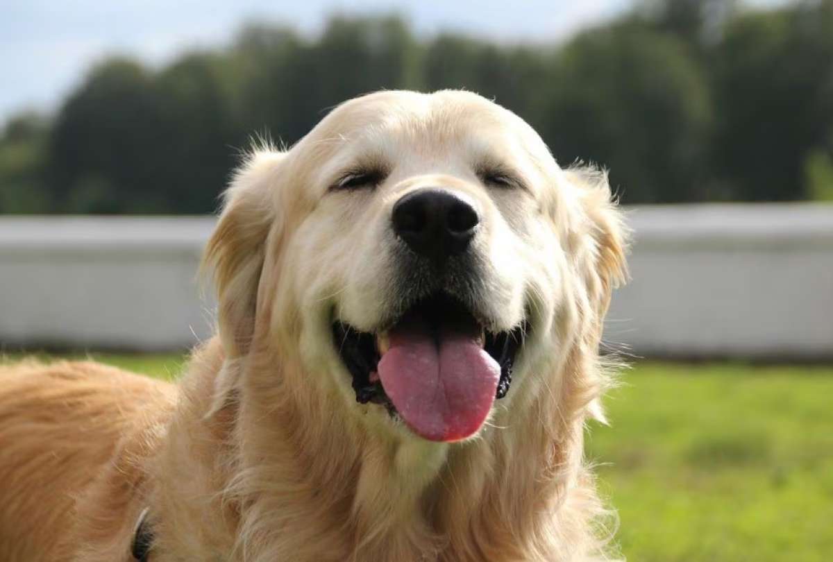 Desde referencias culturales hasta combinaciones inusuales, estos son algunos de los nombres de perros más curiosos y creativos.