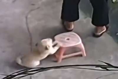 El peque&ntilde;o estuvo atento para evitar que su humana se lastime.