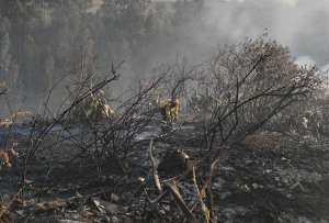 &iquest;C&oacute;mo hago si encuentro animales silvestres afectados por los incendios forestales? 