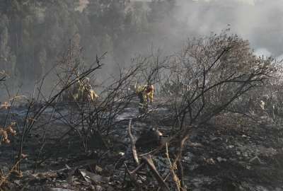 &iquest;C&oacute;mo hago si encuentro animales silvestres afectados por los incendios forestales? 