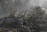 ¿Cómo hago si encuentro animales silvestres afectados por los incendios forestales?