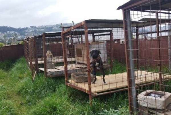 La persona sancionada ten&iacute;a a 24 animales de compa&ntilde;&iacute;a enjaulados y en condiciones que atentaban contra su bienestar f&iacute;sico, refiri&oacute; la Agencia Metropolitana de Control (AMC).