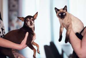 Campa&ntilde;a de vacunaci&oacute;n contra la rabia se activo en tres puntos de la capital este s&aacute;bado 1 de octubre