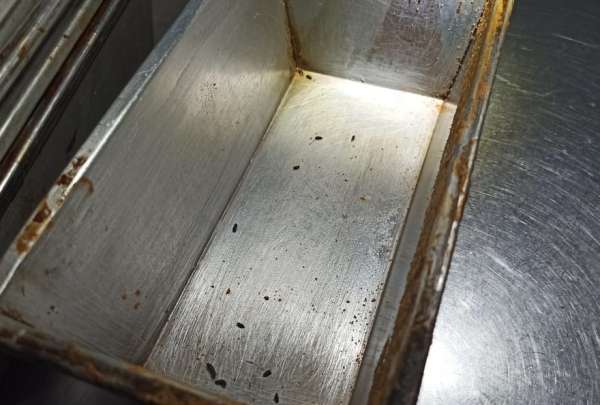 Presencia de plagas en una panader&iacute;a y una picanter&iacute;a en Cuenca.