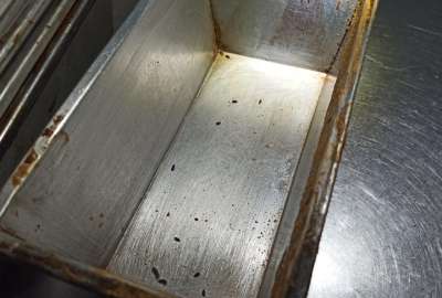 Presencia de plagas en una panader&iacute;a y una picanter&iacute;a en Cuenca.