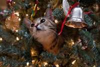 El &aacute;rbol de navidad es un parque de diversiones para los gatos. 