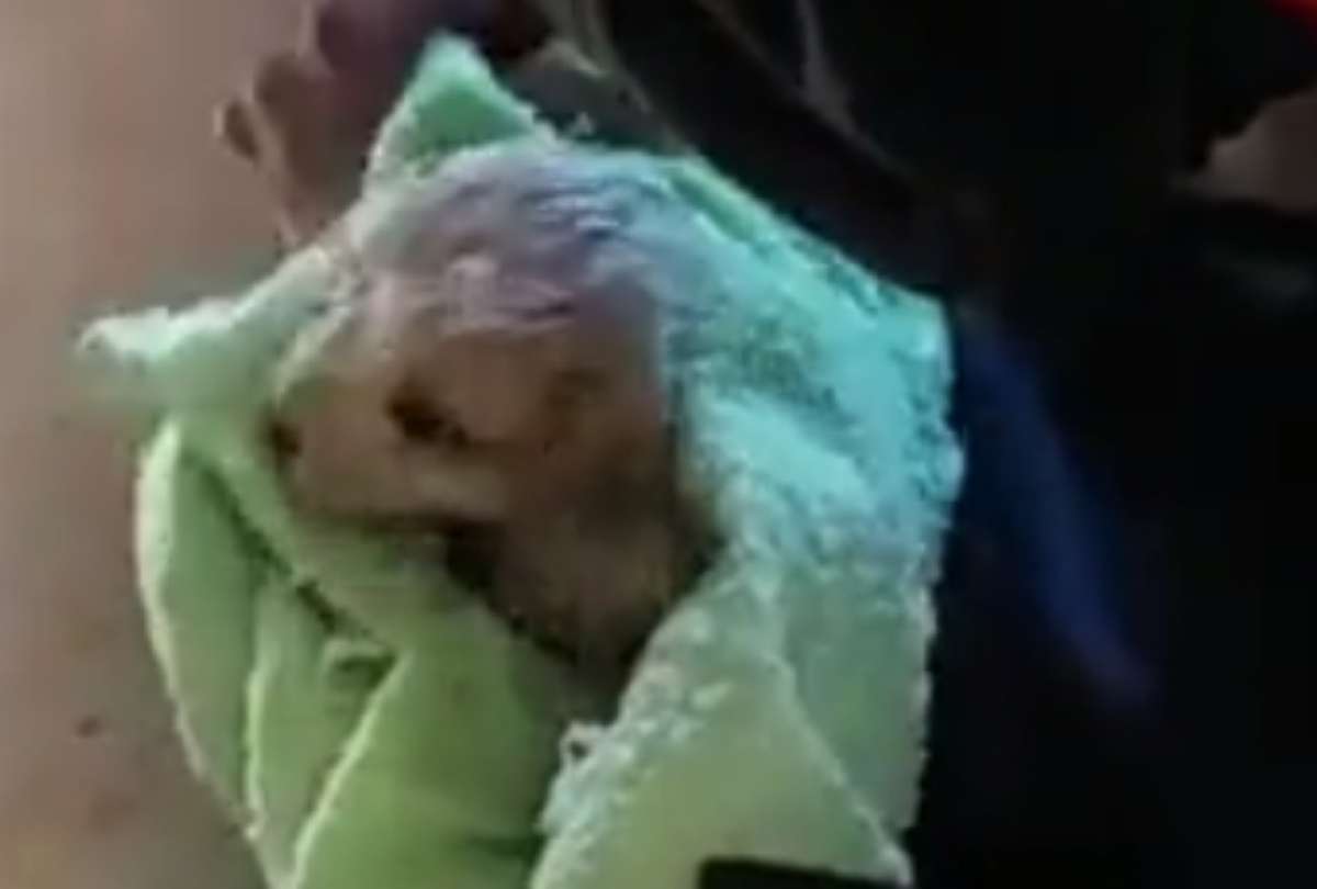 La alerta oportuna permiti&oacute; salvar al peque&ntilde;o Rex.