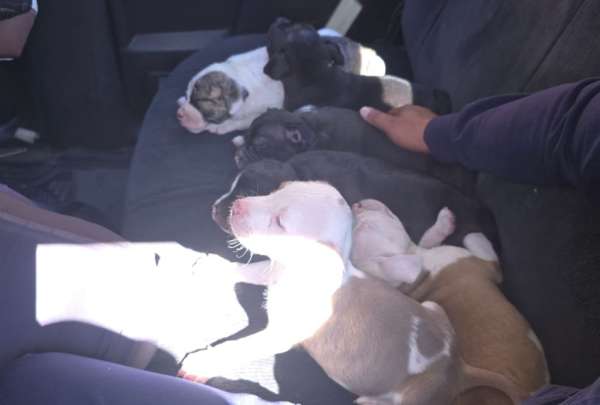 Seis cachorros que se vend&iacute;an en las calles fueron rescatados por las autoridades.