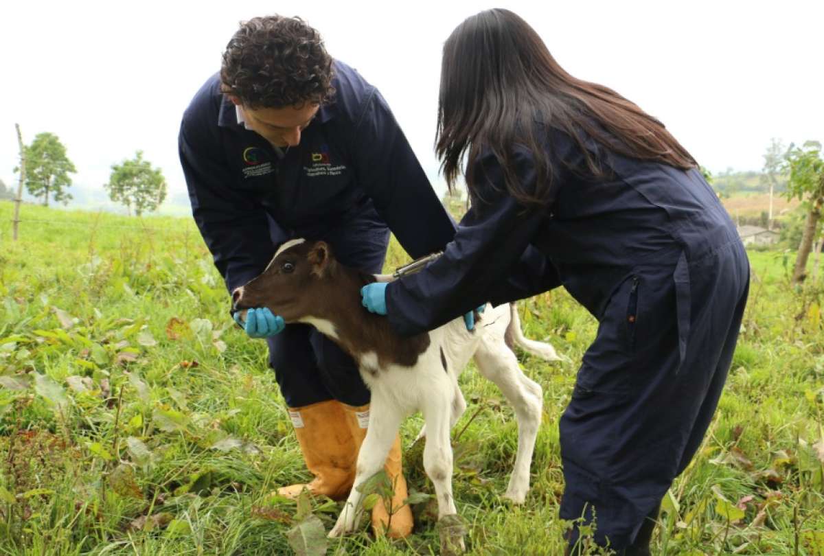 Ecuador inicia campaña de vacunación contra la fiebre aftosa en más de 4,7 millones de cabezas de ganado