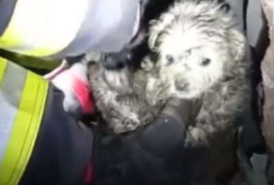 El rescate de Simba, cachorro atrapado en una tuber&iacute;a