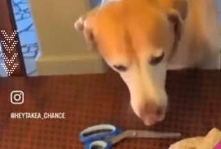 &iexcl;Ternura! Este perro gan&oacute; en piedra, papel o tijera
