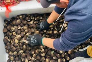 &iexcl;Lo hicieron de nuevo! Cargamento ilegal de cangrejos y conchas fue decomisado en el aeropuerto de Guayaquil
