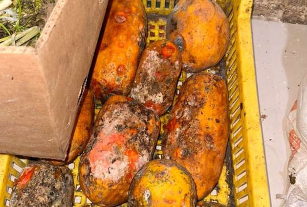 La Arcsa clausur&oacute; dos locales que funcionaban en malas condiciones higi&eacute;nico sanitarias. En el sitio encontraron cucarachas y plagas.